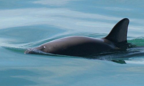México reduce zona de protección de la vaquita marina para equilibrar la actividad pesquera