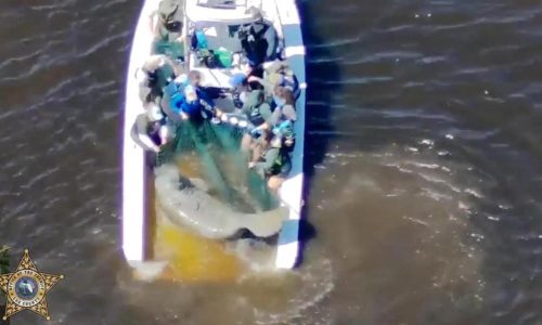 Injured mother manatee and calf are rescued in Florida and taken to SeaWorld