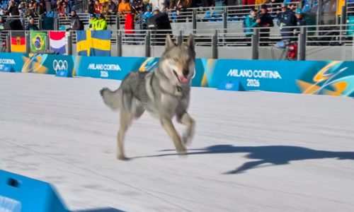 Loose dog makes Olympic cameo on the cross-country ski course at the Milan Cortina Games