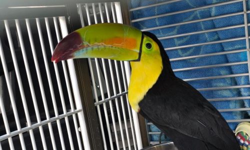 Rescatan a un tucán que fue visto volando por Las Vegas