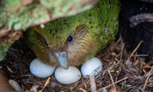 El loro kakapo de Nueva Zelanda podría tener una temporada récord de reproducción