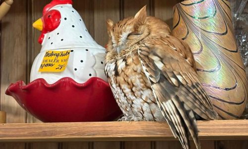 Sleepy owl found resting among items on a New York antique store shelf
