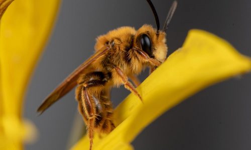 A California photographer is on a quest to photograph hundreds of native bees