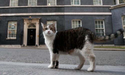 El “primer felino” Larry cumple 15 años como el gato político líder de Reino Unido