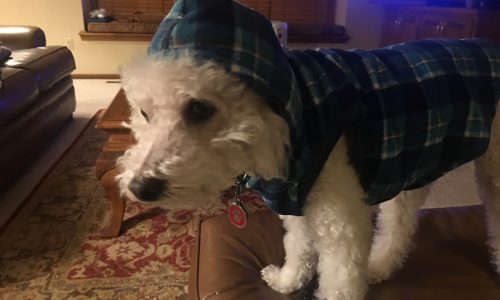 Pets featured in our newsletter in January