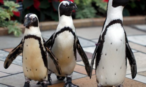 ‘Waddle Into Action’ for African penguins at Como Park Zoo & Conservatory