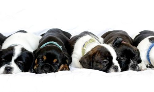 Here are the pets we featured in the Morning Report in February