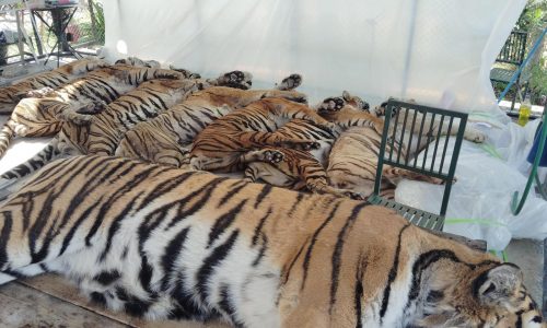 Mueren 72 tigres en una reserva en Tailandia; funcionarios descartan gripe aviar