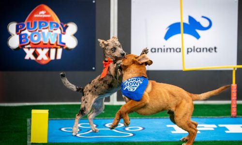 Not just pups this time: ‘Puppy Bowl’ embraces older dogs