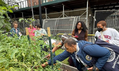 Got a Climate-Friendly Idea for NYCHA? This Grant Could Help Fund It