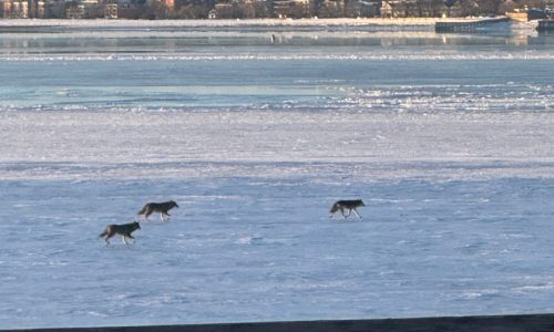 Boston Weather: It’s so cold coyotes are crossing the harbor, temps to again drop amid arctic front