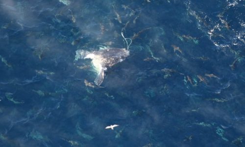 Sharks feast on carcass of North Atlantic right whale that died from fishing gear injuries