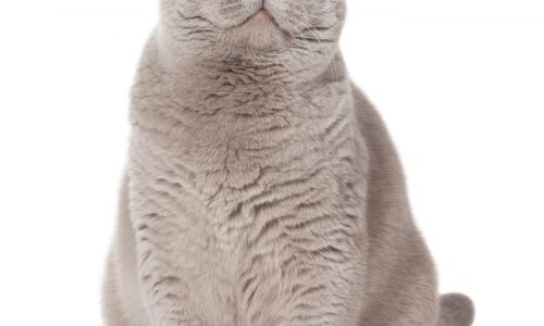 Cat needs diet, not extra taurine