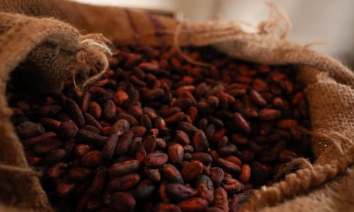 La caída del precio del cacao empuja a agricultores de Ghana a ceder tierras a la minería ilegal