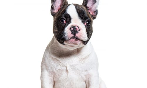 Frenchie doesn’t make allergy shots easy