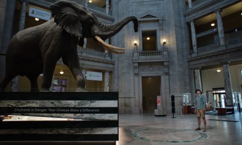 Werner Herzog follows tracks of intrigue with ‘Ghost Elephants’