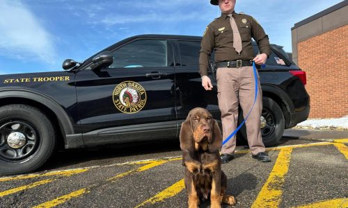 Bloodhounds in North Dakota are blazing a trail in the Midwest