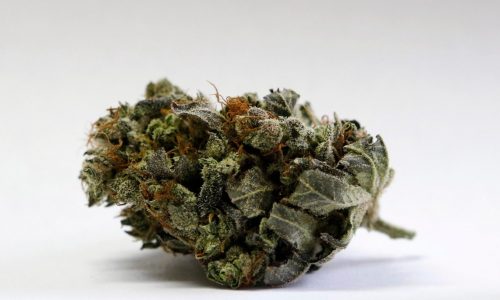 Forest Lake’s first cannabis shop owner? The mayor.