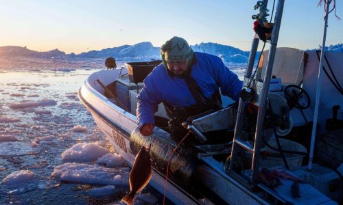 ‘It’s too warm’: Greenland’s fishermen are under threat from climate change