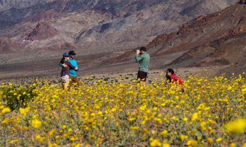 Winter rains turn Death Valley National Park into fields of golden blooms