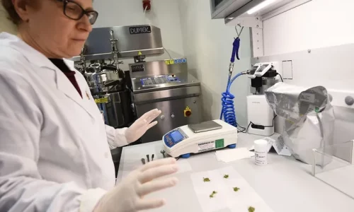 No Evidence Medical Cannabis Alleviates Anxiety, Depression, or PTSD: Study