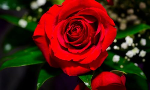 Letters: Why do I love my neighbor? Because …