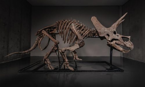 Triceratops skeleton ‘Trey’ to hit the auction block as dinosaur market soars