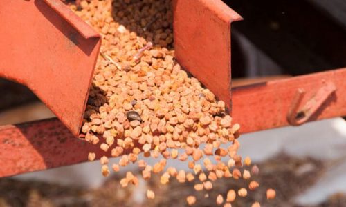Princes forecasts 60 per cent pea yield as growers trial chickpeas