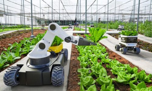 Robotic harvesting pioneer Dogtooth secures £14m to help growers beat labour shortages