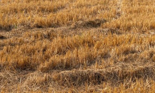 Brown and pleasant land: will 2026 out-drought 1976 for UK farmers?