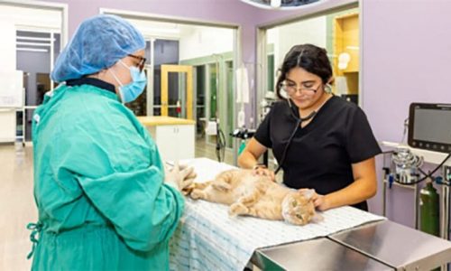 Honnas Veterinary: When Career Values Shape a Business