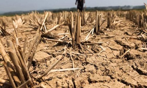 NatWest offers farmers repayment holidays as drought hits yields