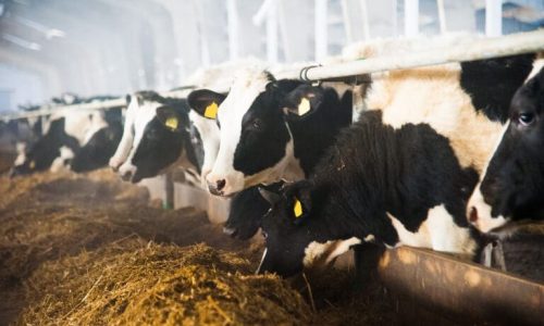 Skills shortage on dairy farms threatens UK food security, Arla warns