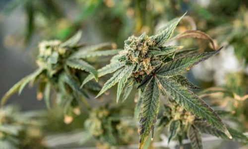 How to Compare CBD Flower Quality: Growing Method, Freshness, Aroma and Batch Testing
