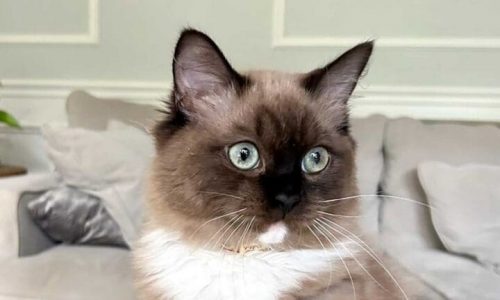 Midwest Ragdolls: More Than 30 Years in Elburn