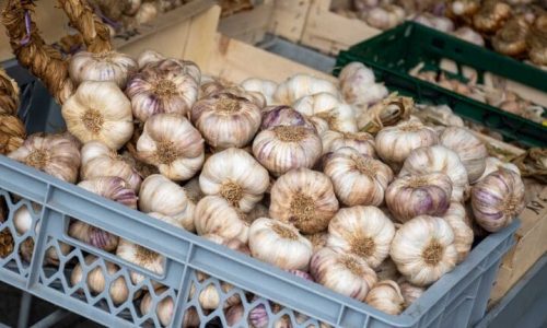 How Global Garlic Trade Works: Key Market Trends, Supply Chain Challenges, and Business Opportunities: